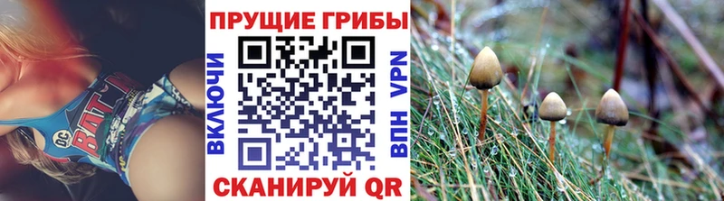 где купить наркотик  Прокопьевск  Галлюциногенные грибы Cubensis 
